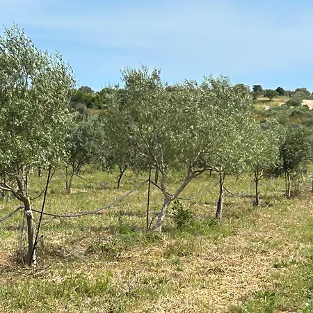 Baglio Il Gelso E L'ulivo Il Carrubo Reitani