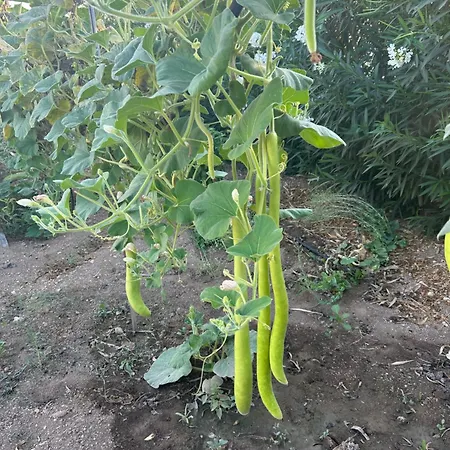 Baglio Il Gelso E L'ulivo Il Carrubo 아파트 *